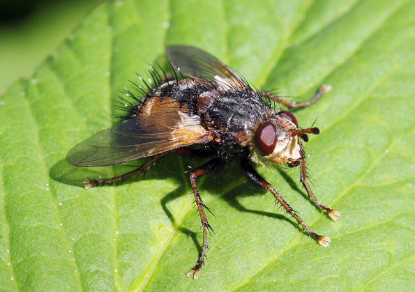 Tachina cf magnicornis?